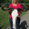 Wholesale Large African Blue Wildebeest Skull with Horn Spread 21 inches wide and up - 95.00 each 