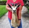 <font color=red> Beautiful</font> Taxidermy African Common Springbok Shoulder Mount with 11 and 12 inches Horns - Buy this one for $349.99 (Shipped UPS Signature Required)