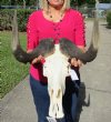 17 inches wide <font color=red>Discount </font>Male African Black Wildebeest Skull for Sale (small hole side of skull) - You are buying this one for $99.99