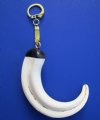 6 inches Genuine Warthog Tusk Key Ring with a gold key chain - Buy this one for <font color=red>$19.99 </font> plus $6.95 1st class mail shipping
