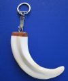 4-3/4 inches Real Warthog Tusk Key Ring with a silver key chain - Buy this one for <font color=red>$19.99</font> plus $6.95 1st class mail shipping