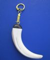 4-1/2 inches Warthog Tusk on Gold Key Chain, Key Ring - Buy this one for <font color=red>$19.99</font> plus $6.95 1st class mail shipping