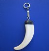 4-1/2 inches Authentic Warthog Tusk Key Ring with Silver key chain - You are buying this one for<font color=red>$19.99</font> plus $5.00 first class mail shipping