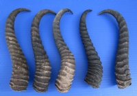 5 Male Springbok Horns for Crafts 10-3/4 to 11-1/4 inches - You are buying the 5 pictured for $9.00 each 