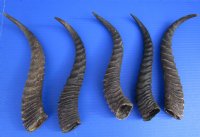5 Male Springbok Horns for Crafts 10-3/4 to 11-1/4 inches - You are buying the 5 pictured for $9.00 each 