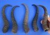 5 Male Springbok Horns for Crafts 9-3/4 inches by 11 inches - You are buying these for $9 each