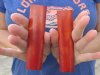 One Pair 5 inches Dyed Red Rounded Buffalo Bone Scales - you are buying this pair for <font color=red>$9.99</font> (Plus $7.50 First Class Mail)