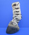 7-1/2 inches Standing Mounted Zebra Foot for Taxidermy Crafts - Buy this one for $64.99