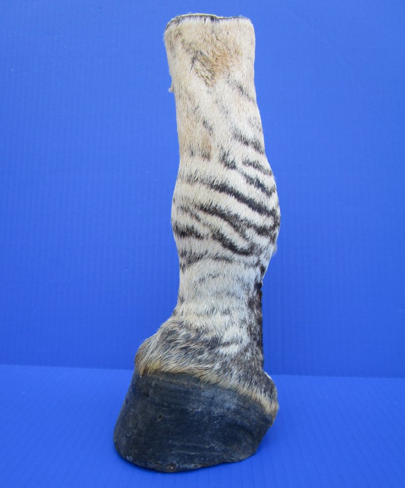 101/2 inches Authentic Mounted Zebra Foot for Sale, Free Standing