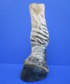 10-1/2 inches Authentic Mounted Zebra Foot for Sale, Free Standing - Buy this one for $64.99 