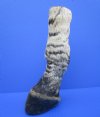 9-1/4 inches Taxidermy Zebra Foot Mount for Sale (free standing) - Buy this one for $64.99
