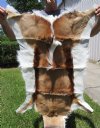 38 by 26 Gogeous South African Springbok Skin for Sale - Buy this one for $64.99