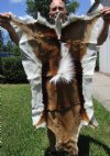 46 by 27 inches Beautiful African Springbok Skin, Hide, Chair Accent Throw - Buy this one for $64.99