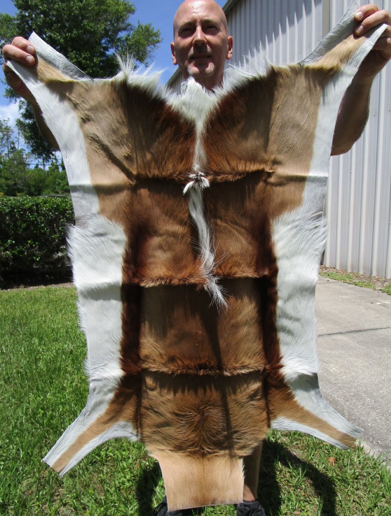 Beautiful Springbok Skin, Hide, Accent Rug for Sale 41 by 26 inches