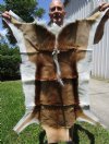 Beautiful Springbok Skin, Hide, Accent Rug for Sale 41 by 26 inches - Buy this one for $64.99