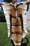41 by 26 inches Authentic African Springbok Skin for Sale - Buy this one for $64.99