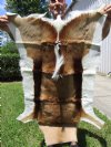 42 by 28 inches Springbok Skin, Hide, Accent Rug, reddish brown - Buy this one for $64.99