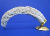 9-1/2 inches Carved Warthog Tusk with Brass Stand carved with the African Big 5 Animals - Buy this one for $99.99