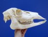 11 inches Whitetail Doe Skull for Sale  - Buy for $49.99
