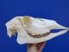 11 inches Real Whitetail Doe Skull for Sale - Buy this one for $49.99
