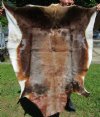 48 by 42-3/4 inches Fabulous Good Quality Blesbok Skin Rug, Hide for Sale - Buy this one for $69.99