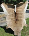 69 by 58-1/2 inches Genuine African Kudu Hide Rug for Sale Grade B, Painted Areas of Sparse Fur - Buy this one for $129.99