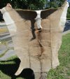 66 by 52 inches Grade B Real Kudu Skin, Hide Rug for Sale (repair stitching, areas of thin fur) - Buy this one for $129.99