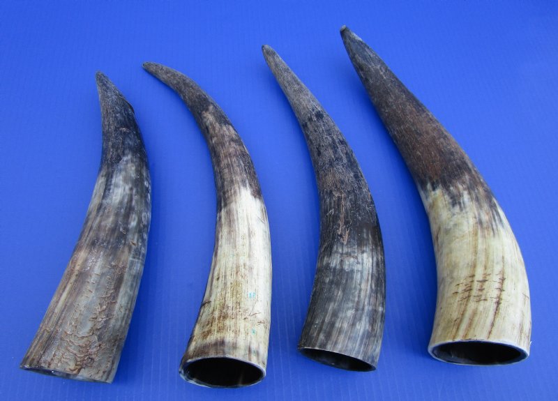 4 Natural Raw Buffalo Horns for Sale 13 to 153/4 inches