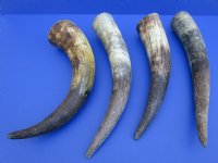 4 Raw Natural Buffalo Horns 13-1/4 to 15-1/2 inches - Buy these 4 for $6.00 each