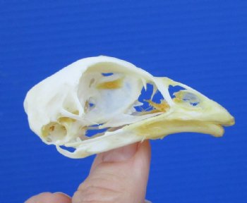 2-1/2 inches Chicken Skull for Sale for $19.99 <font color=red> *SALE* FREE SHIPPING</FONT>
