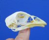 2-1/2 inches Chicken Skull for Sale - Buy this one for <font color=red>$24.99</font> Plus $5.50 First Class Mail