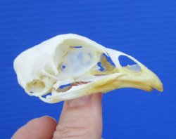 2-5/8 inches Authentic Chicken Skull for Sale for $19.99 <font color=red> *SALE* FREE SHIPPING</FONT>