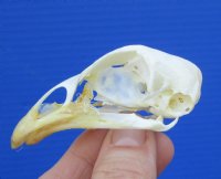 2-5/8 inches Authentic Chicken Skull for Sale for $19.99 <font color=red> *SALE* FREE SHIPPING</FONT>