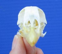 2-5/8 inches Authentic Chicken Skull for Sale for $19.99 <font color=red> *SALE* FREE SHIPPING</FONT>