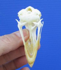 2-5/8 inches Authentic Chicken Skull for Sale for $19.99