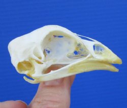 2-3/8 inches Real Chicken Skull for Sale for $19.99 <font color=red> *SALE* FREE SHIPPING</FONT>