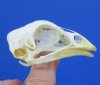 2-3/8 inches Real Chicken Skull for Sale - Buy this one for <FONT COLOR=RED>$24.99</FONT> plus $6.50 First Class Mail