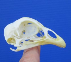 2-1/2 inches Real Chicken Skull for Sale - $19.99