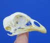 2-1/2 inches Real Chicken Skull for Sale - Buy this one for <font color=red>$24.99</font> Plus $6.50 First Class Mail
