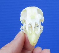 2-1/2 inches Real Chicken Skull for Sale - $19.99