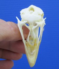 2-1/2 inches Real Chicken Skull for Sale - $19.99 <font color=red> *SALE* FREE SHIPPING</FONT>