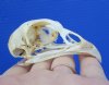 Authentic American Pheasant Skull for Sale 2-3/4 by 1-1/4 inches - Buy this one for $19.99, plus $7.00 First Class Mail Shipping 