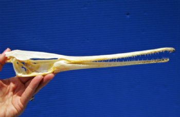 11-5/8 inches Longnose Gar Skull, Needle Nose Gar <font color=red> with Razor Sharp Teeth </font> for $69.99