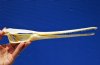 11-5/8 inches Longnose Gar Skull, Needle Nose Gar <font color=red> with Razor Sharp Teeth </font> - Buy this one for $69.99
