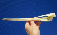 11-5/8 inches Longnose Gar Skull, Needle Nose Gar <font color=red> with Razor Sharp Teeth </font> for $69.99