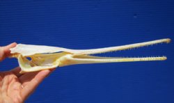11-1/4 inches Needle Nose Gar Fish Skull for Sale <font color=red> With Razor Sharp Teeth</font> for $69.99