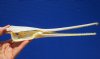 11-1/4 inches Needle Nose Gar Fish Skull for Sale <font color=red> With Razor Sharp Teeth</font>- Buy this one for $69.99