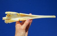 11-1/4 inches Needle Nose Gar Fish Skull for Sale <font color=red> With Razor Sharp Teeth</font> for $69.99