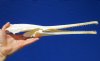 14-3/8 inches Large Needle Nose Gar Skull for Sale, Longnose Gar <font color=red> with Razor Sharp Teeth </font> - Buy this one for $79.99