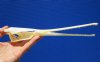 10-1/2 inches Longnose Gar Skull for Sale <font color=red> WITH RAZOR SHARP TEETH</font> - Buy this one for $69.99